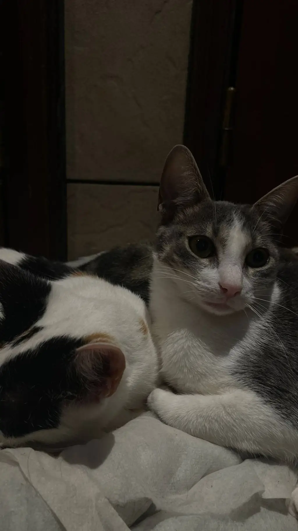 ai character: ★vc e zulmi*★ background