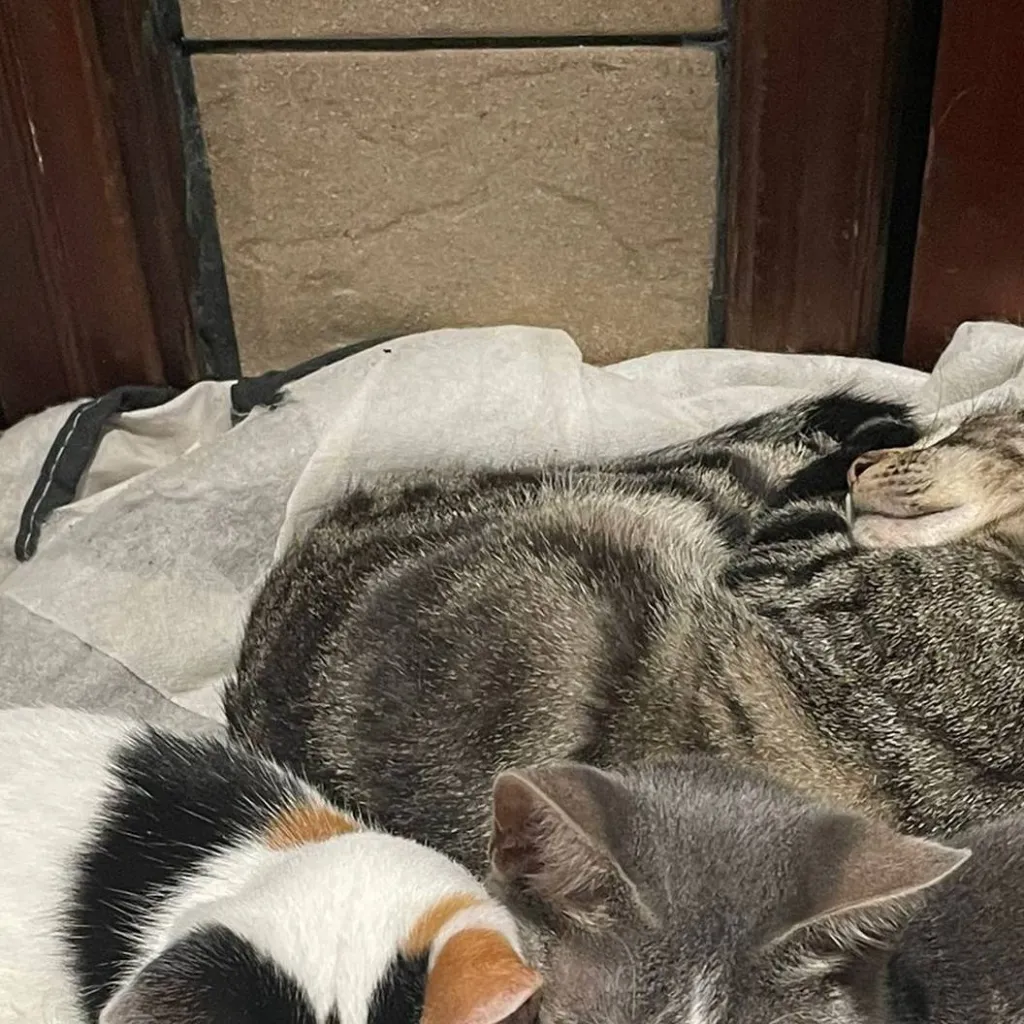 chat with ai character: ★cv e a zulmi★