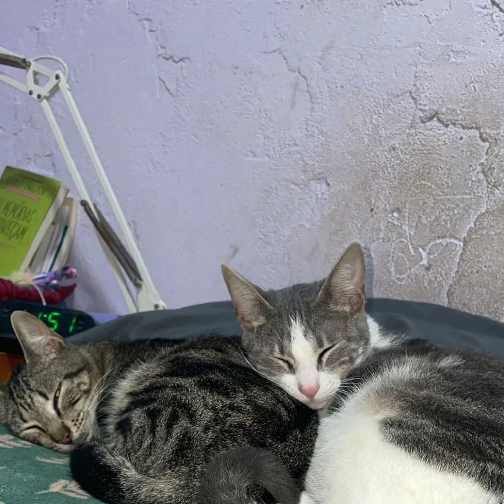 chat with ai character: lili