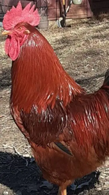 ai character: chicken background