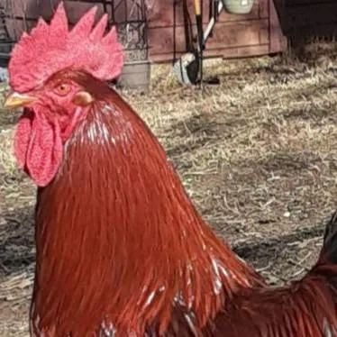 chat with ai character: chicken