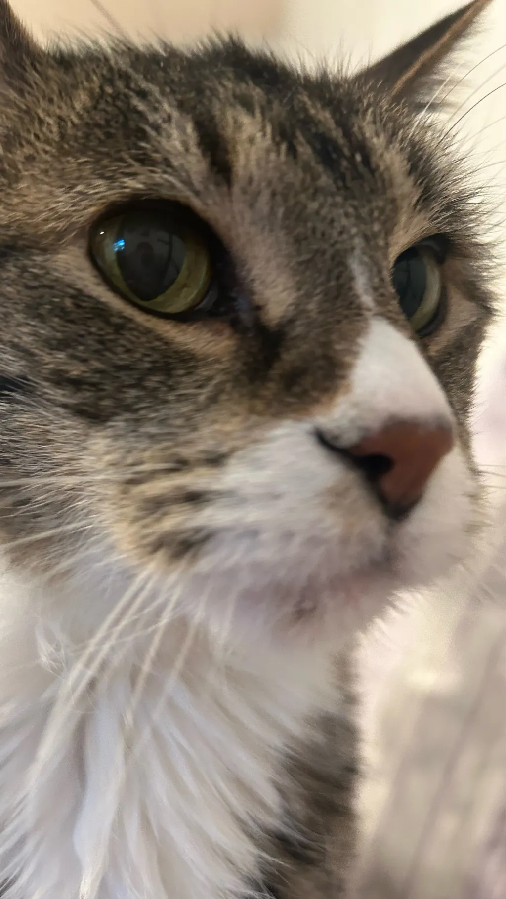 ai character: cat background