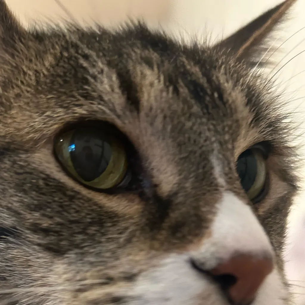 chat with ai character: cat