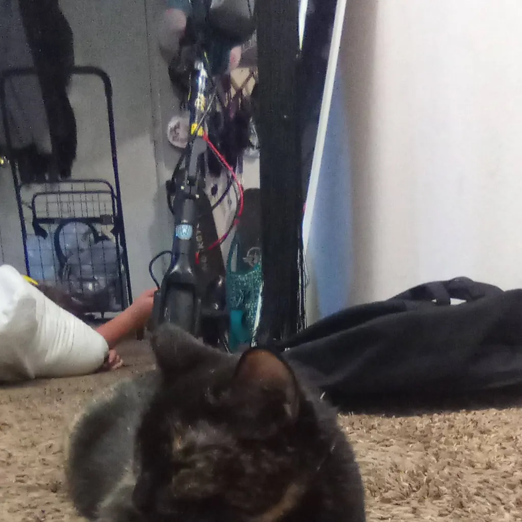 chat with ai character: this is pooky 