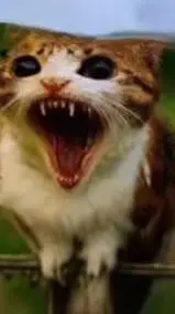 ai character: angry meowl w food background