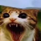 chat with ai character: angry meowl w food