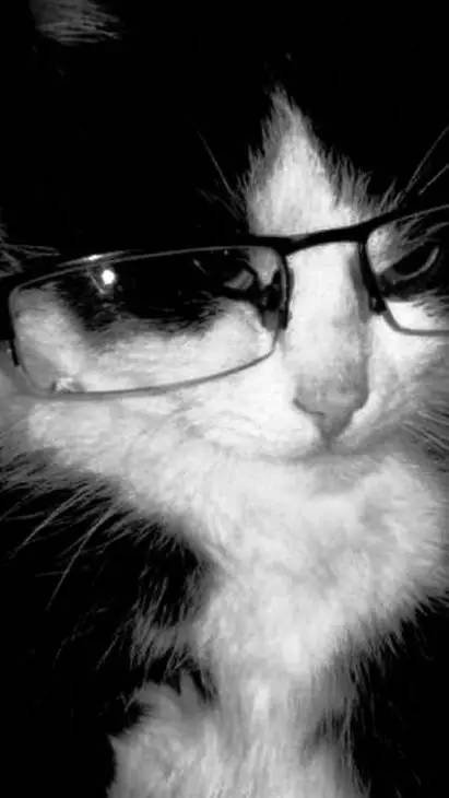 ai character: Nerd cat 🤓 background