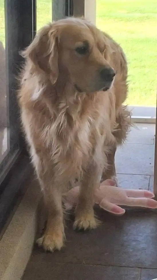 ai character: teddy (my dog) background