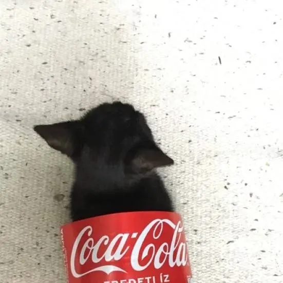 chat with ai character: cola cat 