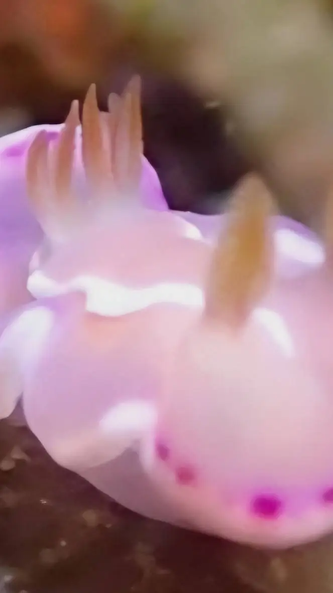 ai character: Melanie Martinez♡ background