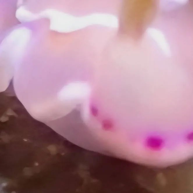 chat with ai character: Melanie Martinez♡