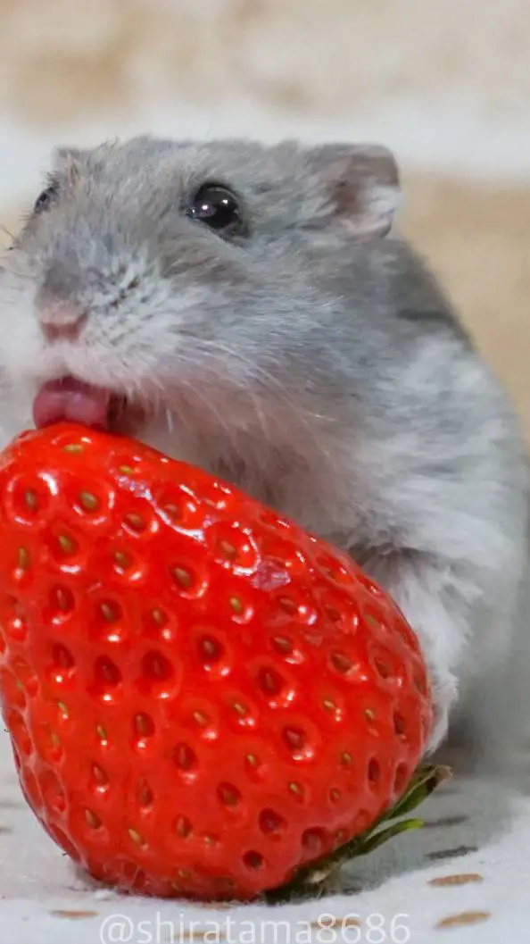 ai character: хамячок background