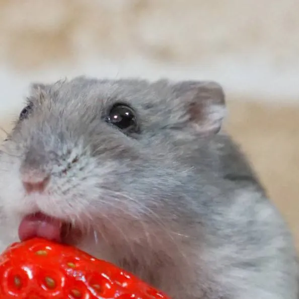 chat with ai character: хамячок