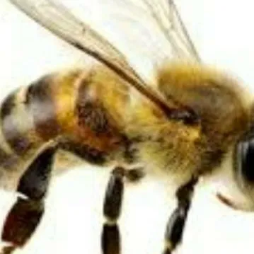 chat with ai character: Bee 