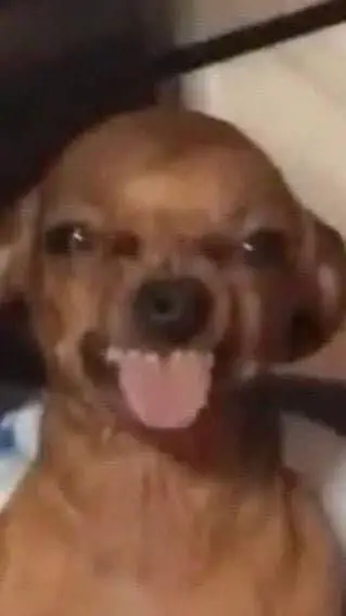 Talkie AI - Chat with  Fatass Chihuahua💔