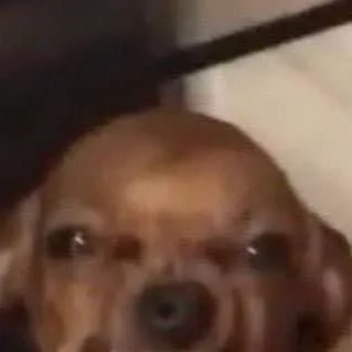 chat with ai character:  Fatass Chihuahua💔