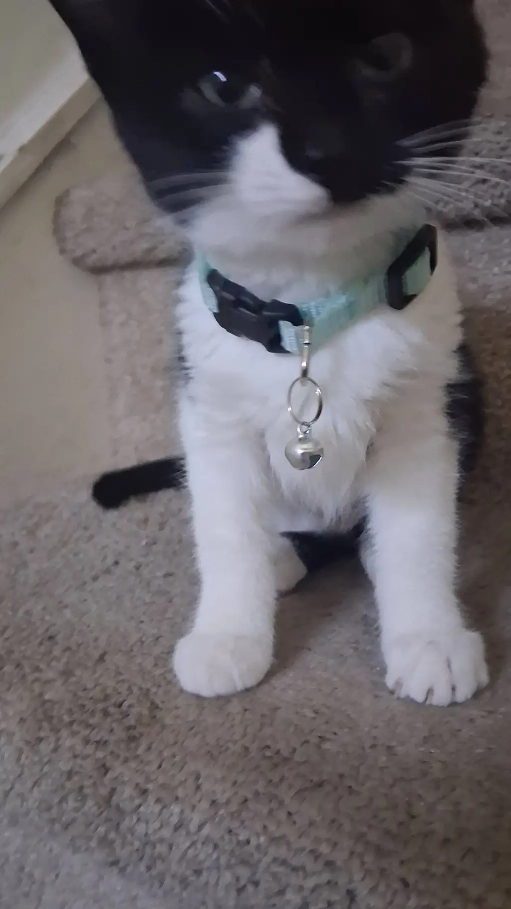 ai character: animal rp background