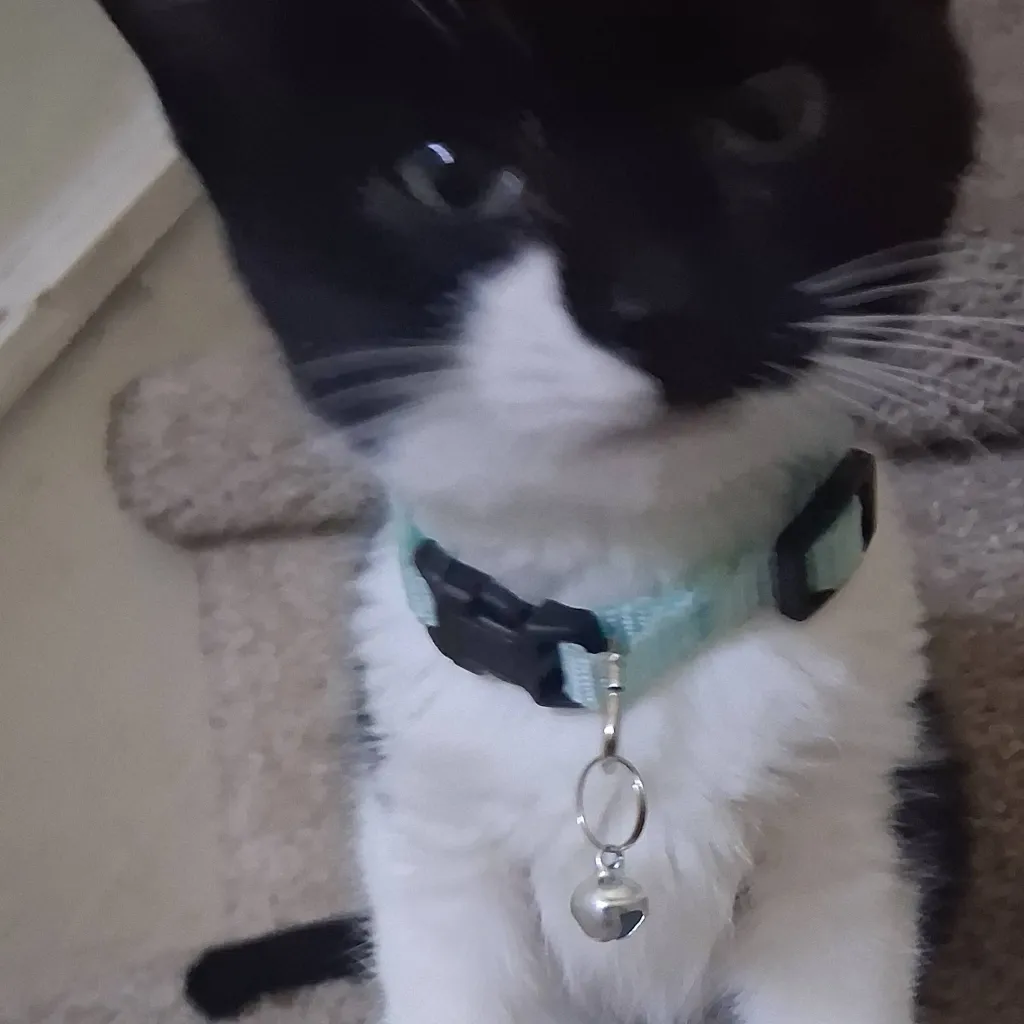 chat with ai character: animal rp