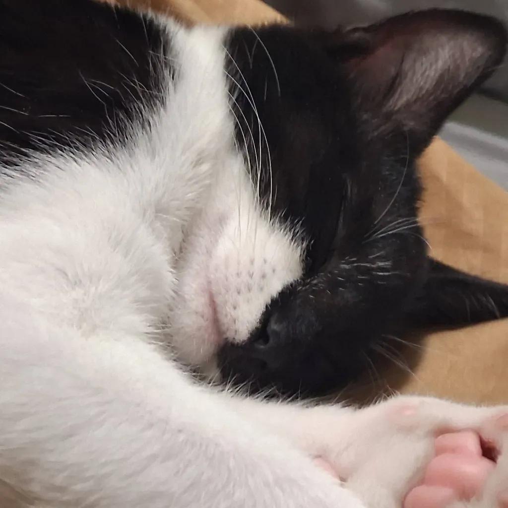 chat with ai character: smiling friends 