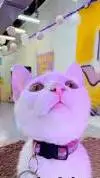 ai character: Cat background