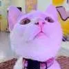 chat with ai character: Cat