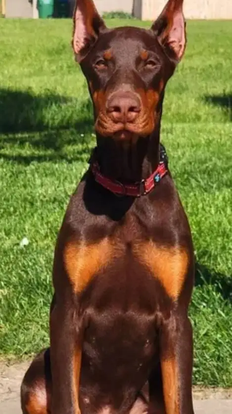 ai character: max  background