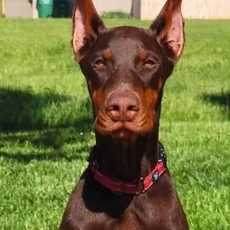 chat with ai character: max 