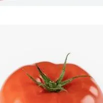 chat with ai character: TOmaTO >:O!!!
