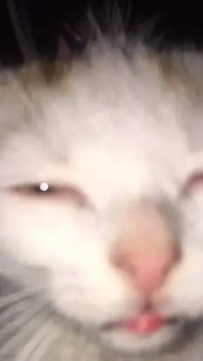 ai character: Stela Karabasi background