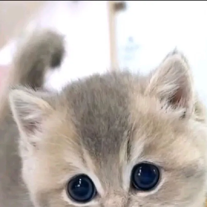 chat with ai character: Munchkin cat