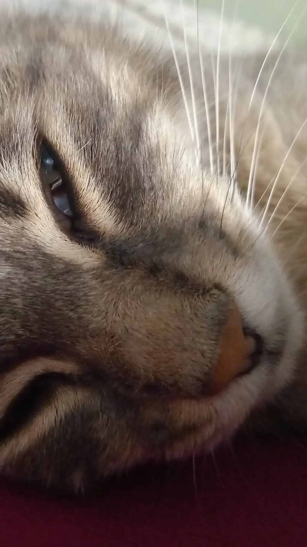 ai character: Tom my irl cat background