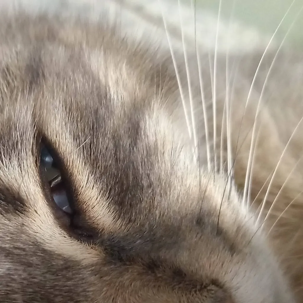 chat with ai character: Tom my irl cat