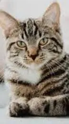 ai character: gatito tu mascota background