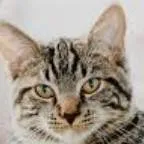 chat with ai character: gatito tu mascota