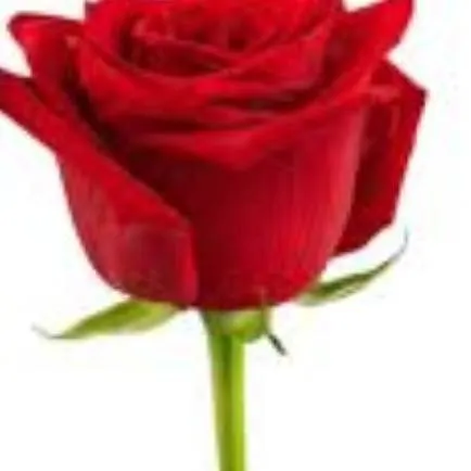 chat with ai character: Valentine