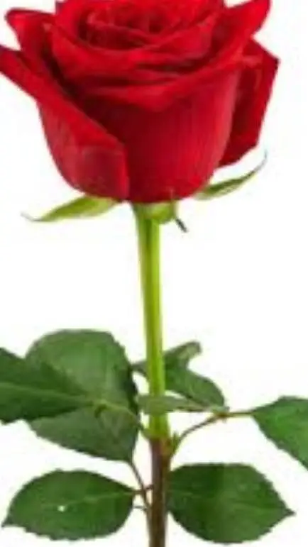 ai character: Valentine background