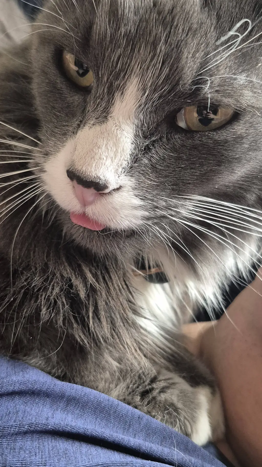 Talkie AI - Chat with Gizmo (CAT SERIES)