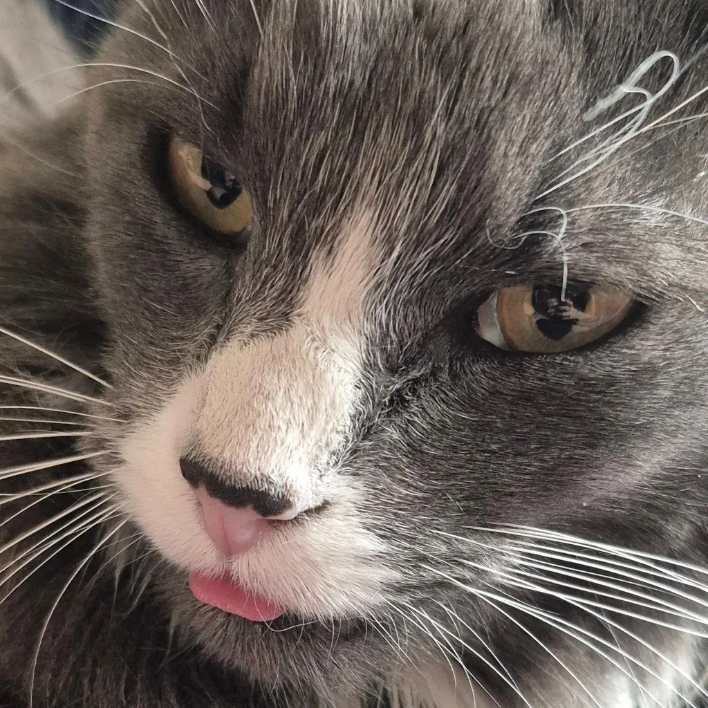 chat with ai character: Gizmo (CAT SERIES)