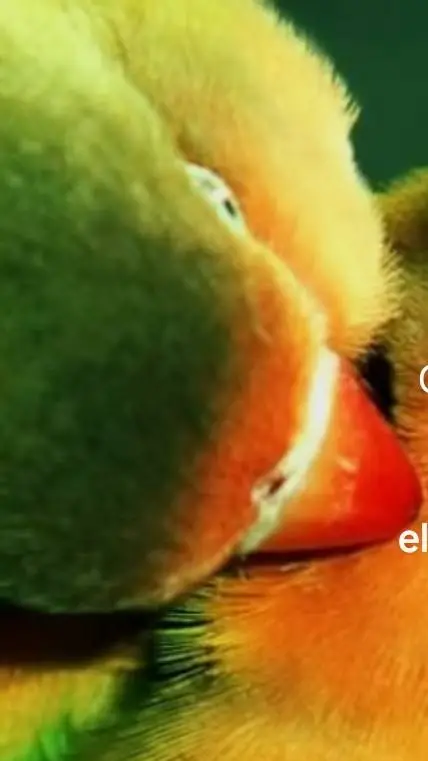 ai character: el perico background