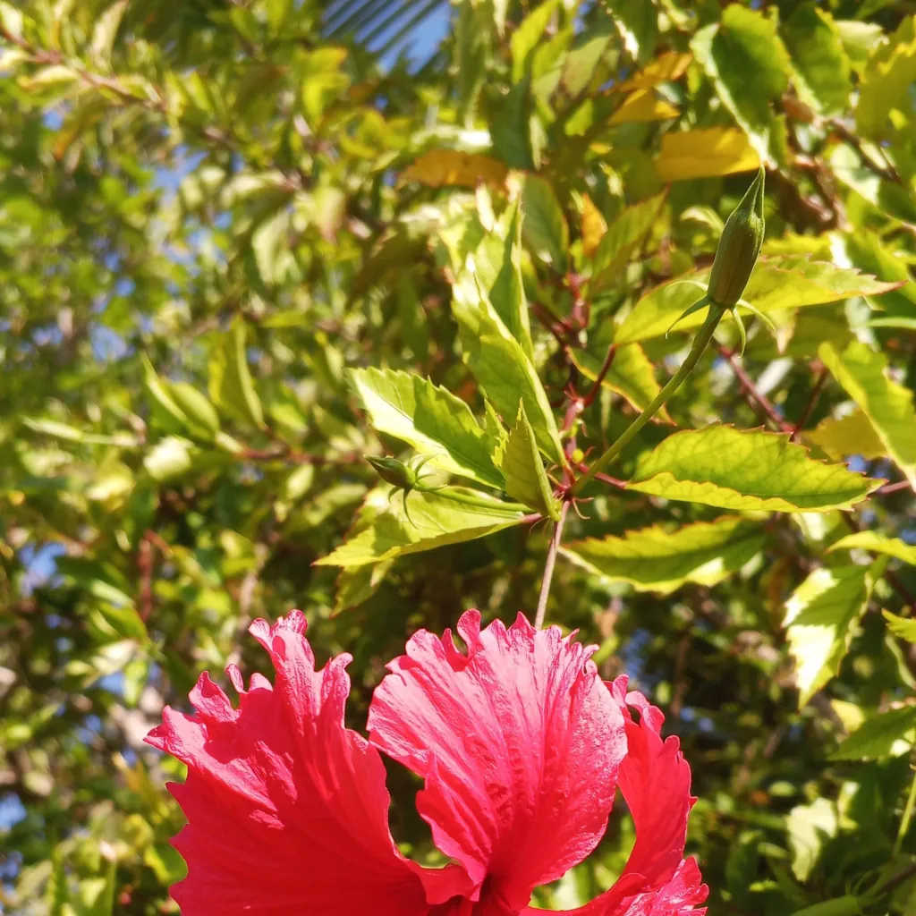 chat with ai character: flower girl