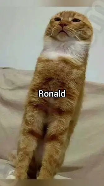 ai character: Ronald (Cat Meme)  background