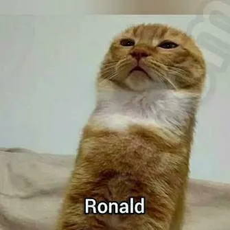 chat with ai character: Ronald (Cat Meme) 
