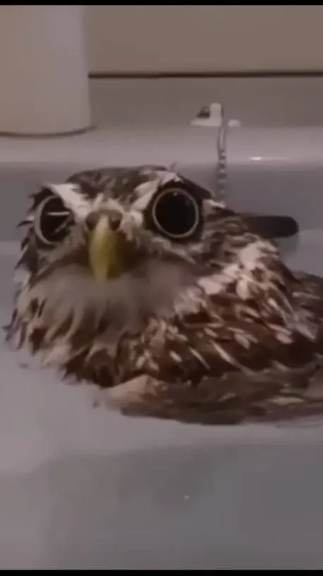 ai character: owl in water background
