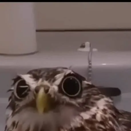 chat with ai character: owl in water