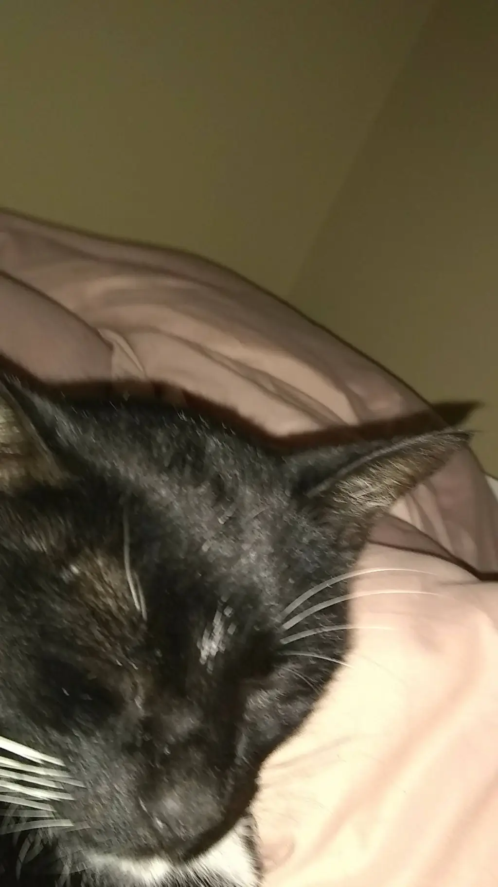 ai character: your cat background