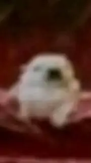 ai character: pibble background