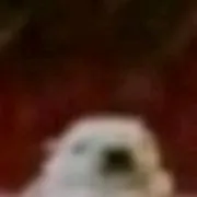 chat with ai character: pibble