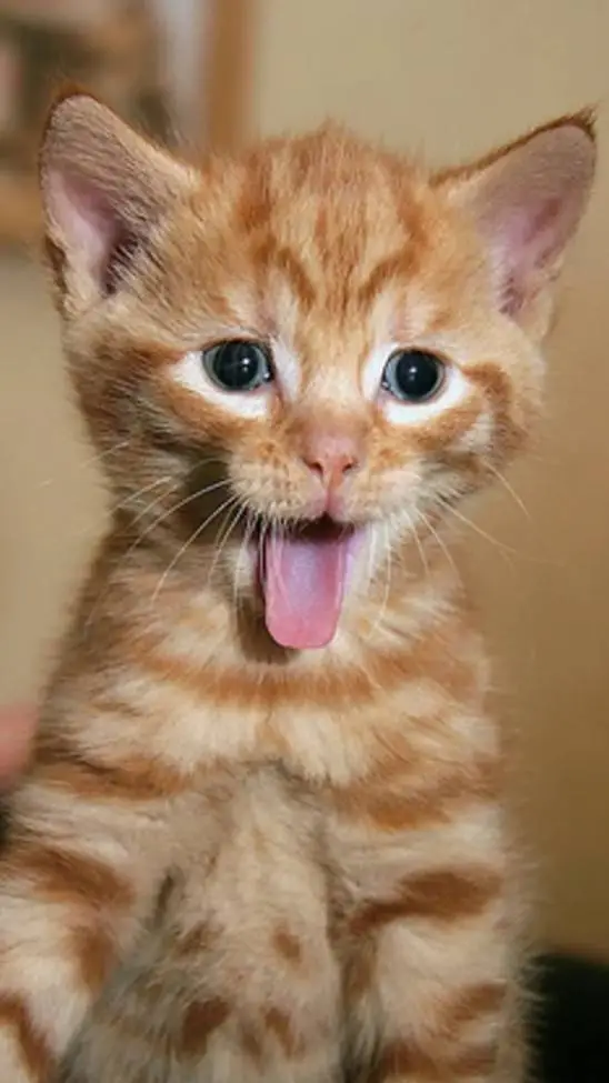 ai character: kitty background