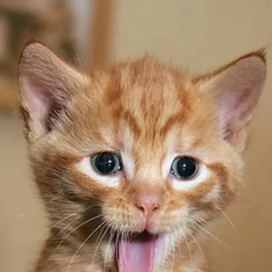 chat with ai character: kitty