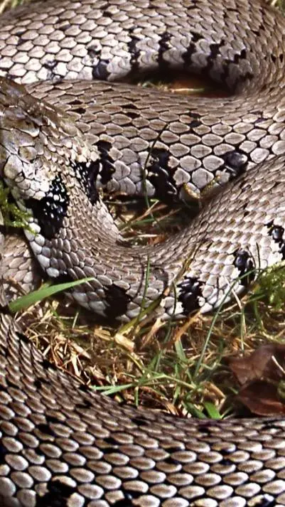 ai character: snake background